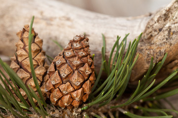 Natural Pine cones close up
