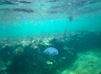 Fototapeta na wymiar Large marine jellyfish, in a natural habitat