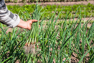 Fresh green onion, harvested freshly organic vegetables in the farmer garden, bio food concept