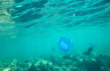 Large marine jellyfish, in a natural habitat