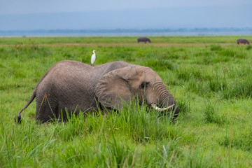 Naklejka na ściany i meble Western cattle egret on the back on an elephant in Africa, funny animals in the savannah