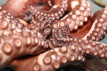 Frisch gekochter Oktopus