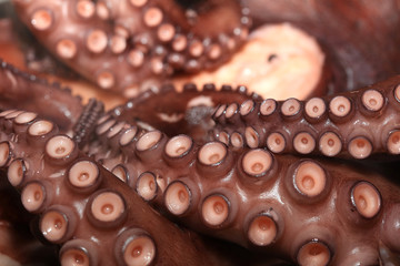 Frisch gekochter Oktopus