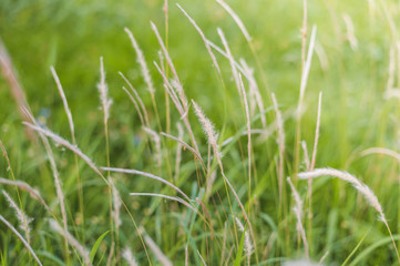 Closeup beautiful grass flowers in the field with yellow sunlight for wallpaper.