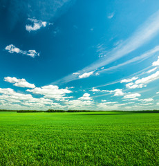 Landscape with a view of the endless green field of grass and deep sky