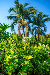 Tropical Garden with Golden Veined Eranthemum or Also Know as Golden El Dorado and Blur Two Palm Tree in Background and Blue Sky