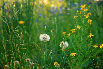 wildkräutergarten