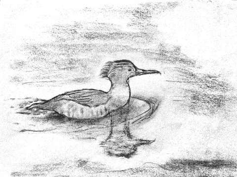 Common Harle in water : Natural charcoal drawing