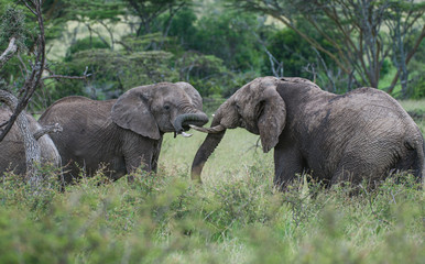 Obraz premium Two elephants, or loxodonta africana, facing each other with ivory tusks locked in lush green grass, with blurred background. Masai Mara, Kenya