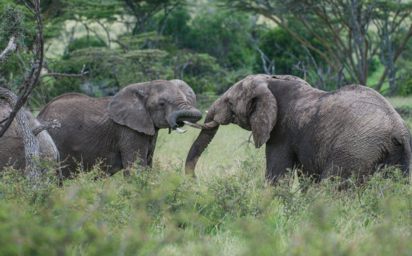 Two elephants,  or loxodonta africana, facing each other with ivory tusks locked in lush green grass, with blurred background. Masai Mara, Kenya