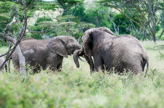 Two elephants,  or loxodonta africana, facing each other with trunks curled together, standing in lush green grass, with blurred background and foreground. Masai Mara, Kenya