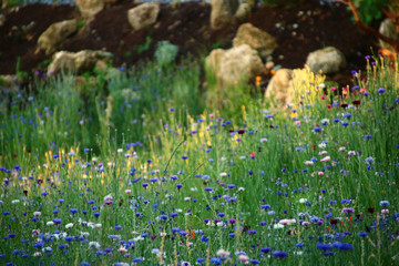 kornblumen wiese insektennahrung