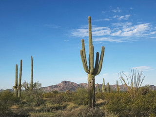 morning shot of cactus and puerto blanco mnts ajo, az