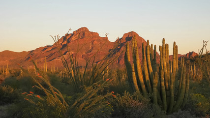 sunset at organ pipe cactus national moument in the ajo mnts
