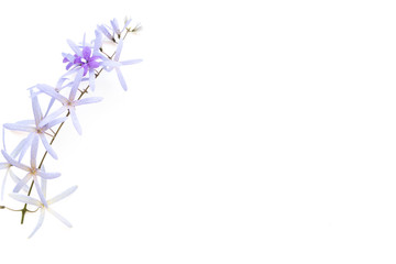 Frame made of purple flowers  on white  background. Flat lay, top view