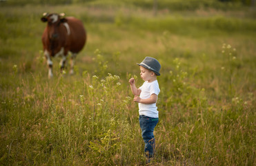 Little boy in wheat field at sunset. The concept of organic farming and healthy lifestyle, healthy food, happiness and joy. Cow in the background