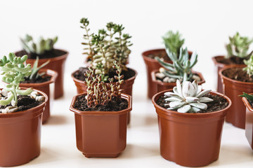 various cactus and succulent plants in  pots