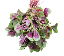The edible amaranth  on white background