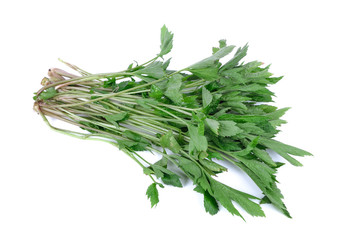 White mugwort plant (Artemisia lactiflora) on white background