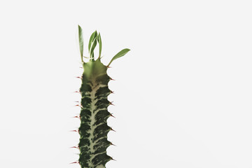 Close-up of a succulent against light grey background