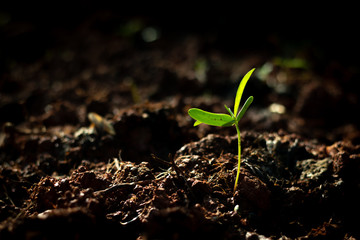 Young plant growing out from soil in the summer morning light