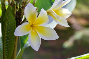 Fototapeta na wymiar Closeup view of beautiful white and yellow frangipani (plumeria) flowers