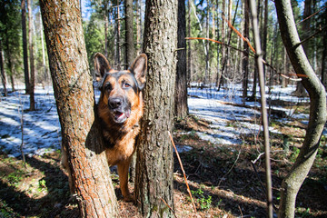 Dog German Shepherd in the forest in an early spring