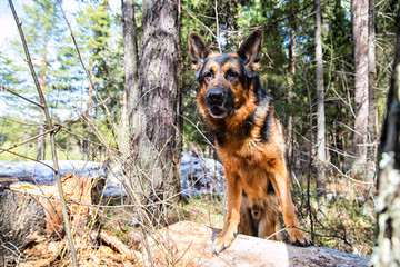 Dog German Shepherd in the forest in an early spring