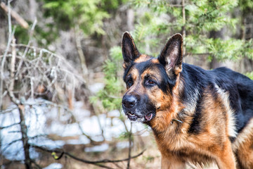 Dog German Shepherd in the forest in an early spring