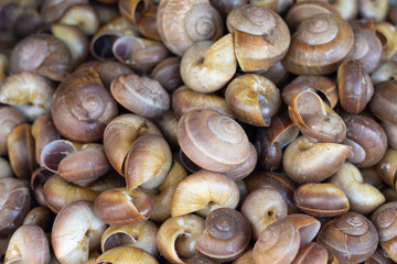 Hemiplecta Distincta snails  culture for the production of facial cosmetics best product in Thailand