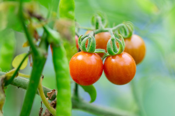 Red tomatoes in the garden