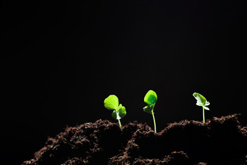 The seedling are growing from the rich soil to the morning sunlight that is shining, ecology concept. - Image