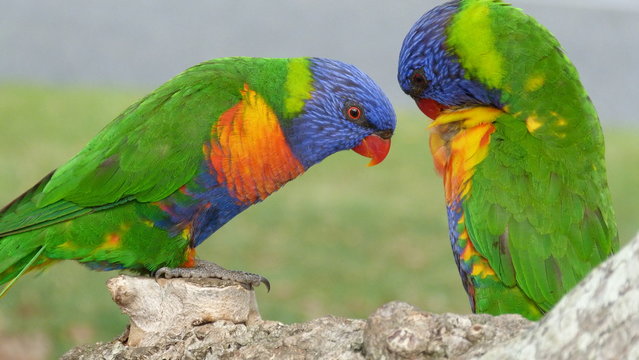 Rainbow Lorikeets