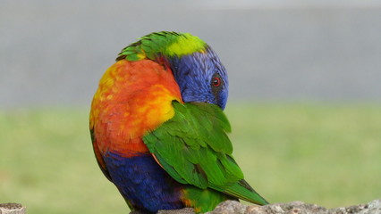 Rainbow Lorikeets