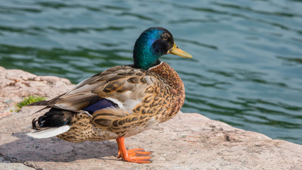 Stockente am See