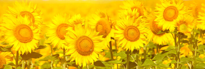 Beautiful sunflowers in the field natural background, Sunflower blooming. Sunny day. Panoramic view