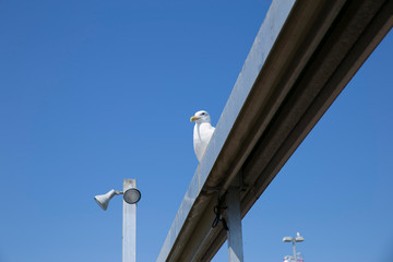Seagulls I met in the sea of Vancouver, Steveston, Canada