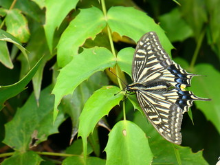 日本の蝶