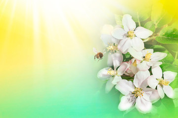 blooming apple tree. Pink delicate flowers and buds