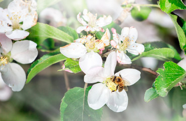 Honey bee on beautiful flowers