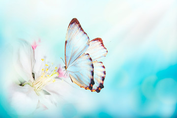 Fototapety  Piękna wiosna tło z motylem i kwiatem. Miejsce na tekst. Wiosna lato granicy szablon kwiatowy tło.