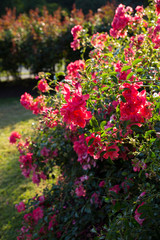 Pink roses from Vancouver Stanley Park Rose Park