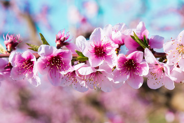 blooming peach trees in spring
