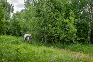 Obraz na płótnie Canvas Horse in the woods.
