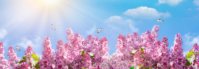Almond blossoms over blurred nature background