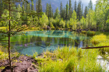 The green thermal lake near Aktash, Altai mountains. Picturesque landscape with coniferous trees. Summer concept