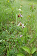Ophrys apifera near Rothenstein (Th&uuml;ringen) on former military grounds. June 2019