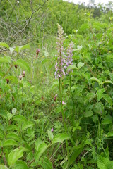 Gymnadania conopsea on former militäry ground near Rothenstein (Thuringia/Germany) on June 2019