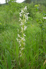 Cephalanthera damasonium on former militäry ground near Rothenstein (Thuringia/Germany). June 2019