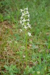 Cephalanthera damasonium on former militäry ground near Rothenstein (Thuringia/Germany). June 2019